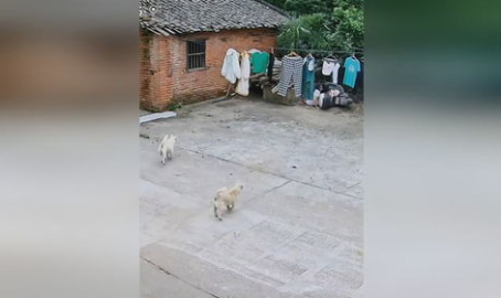 汪汪队吃瓜网,揭秘狗狗世界的趣味八卦