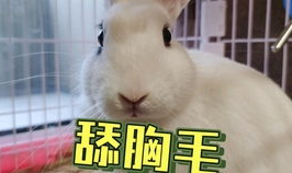 网红小龙鼠吃瓜事件,揭秘网红圈内的“瓜田”风云